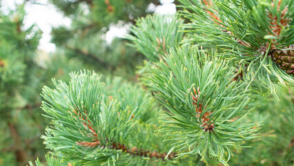Narrow thin green leaves of a pine tree