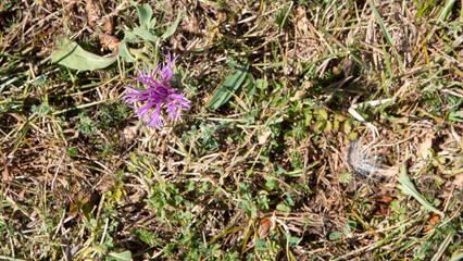 Ornamental plant with purple flower