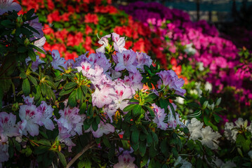 Colorful azaleas blooming in the city botanical garden.