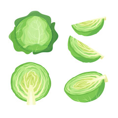 Whole Cabbage, half and pieces. Whole and cutted fresh vegetable cabbage set. Green leaves farm plant. Organic healthy vegetarian food. Vector illustration isolated on white background.
