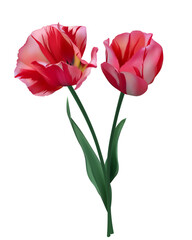 Tulip. Spring flowers. Beautiful bouquet of red and pink tulips on a white background. Isolated. Floral background. Green leaves. Blooming. Two flowers.
