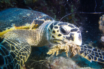 Fototapeta premium green sea turtle