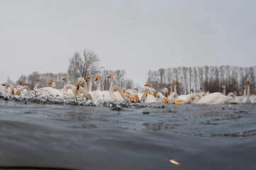 Feeding swan flock
