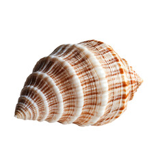 Fototapeta premium Beautiful conch shell with intricate patterns isolated on transparent background.