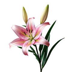Naklejka premium Beautiful Stargazer Lily with Green Leaves, Isolated on Transparent Background.