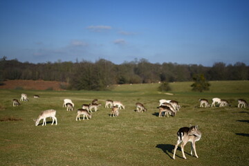 Deer running free in the english countryside estate