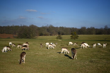 Deer running free in the english countryside estate