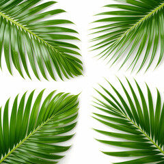 Obraz premium Palm Leaves: Tropical Green Background Image isolated on white background