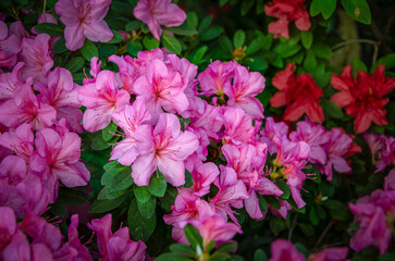 Pink azalea close-up blooming in the city botanical garden.