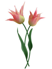 Obraz premium Spring flowers. Floral background. Buds. Pink. Green leaves. Beautiful vector illustration of pink tulips on a white background. Bouquet.
