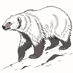 Obraz premium A close, full-body, realistic vector image of an Arctic Wolverine, showcasing its powerful build and thick fur against a clean white background.
