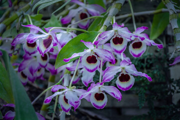 Dendrobium orchid close-up, blooming in the city botanical garden.