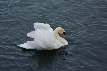 Obraz premium swan on the lake