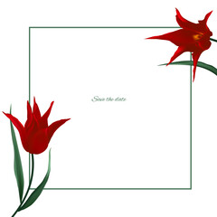Tulip. Spring flowers. Red tulips decorating a square frame on a white background. Floral background. Green leaves. Blooming. Two flowers.
