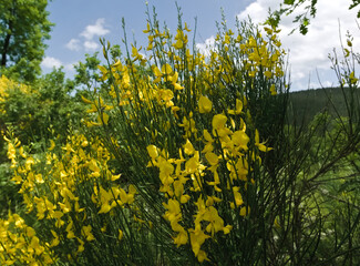 flowering broom bush in the countryside