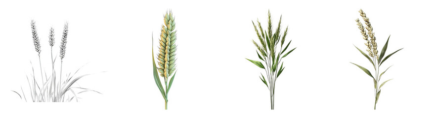Obraz premium Detailed Illustrations of Ears of Wheat in Various Stages of Growth, PNG bundle collection, Isolated on Transparent Background