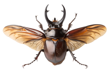 Rhinoceros beetle isolated on white background, detailed insect illustration, nature wildlife, horned beetle