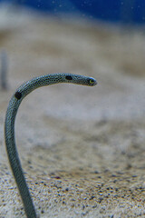 Close-up of a spotted garden eel emerging from the sandy ocean floor, showcasing its unique...