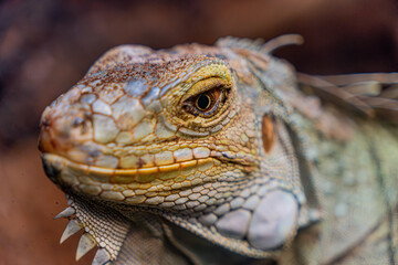 Macro shot of a green iguana's eye and textured scales, showcasing intricate details and earthy tones