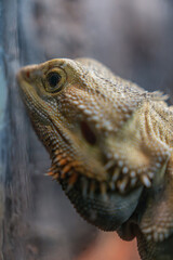 Close-up of a bearded dragon resting against the glass, highlighting its textured scales and sharp features.