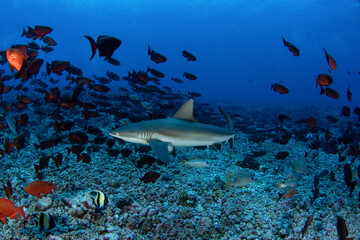 Grey reef shark during dive in Fakarava atoll. Reef shark on the bottom.	