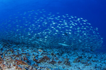 Grey reef shark during dive in Fakarava atoll. Reef shark on the bottom.	