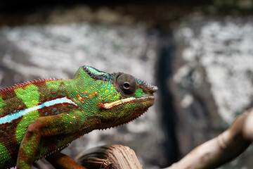 Vibrant Chameleon Resting on a Branch in Natural Habitat