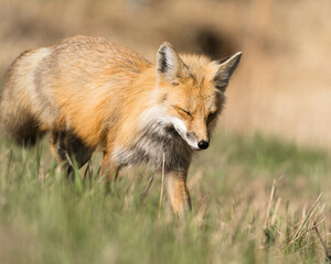 Fototapeta premium A red fox walking through grass on a bright sunny day.