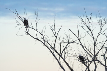 A pair of bald eagles perched at dusk. 
