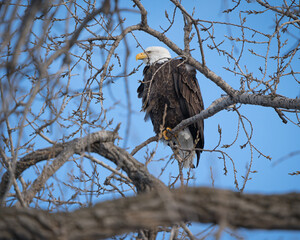 A majestic bald eagle perched high in the trees with blue sky in the background.