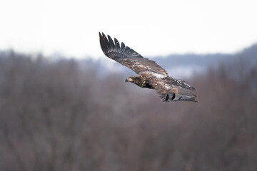 A juvenile bald eagle soars above the trees.