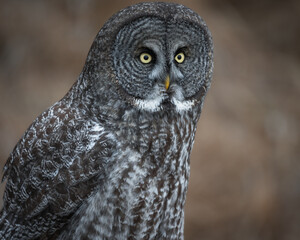 A close up portrait of a great gray owl looking ahead.