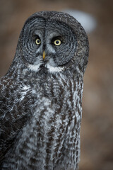 A close up portrait of a great gray owl looking to the side.