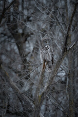 A perched great gray owl blending in with its surroundings.