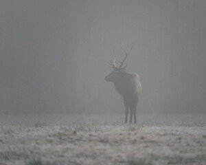 Fototapeta premium A bull elk standing on a foggy morning. 