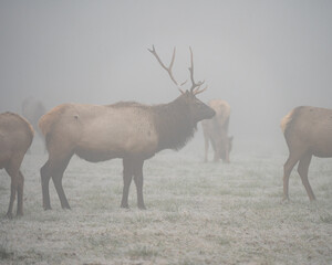 A bull elk stands among its herd in the early morning fog.