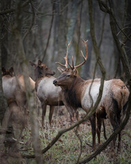 A young bull elk standing in the forest with an elk herd in the background.
