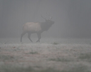 A bull elk wanders through the fog towards its harem early in the morning. 