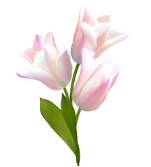 Spring flowers. Floral background. Buds. Pink. Green leaves. Beautiful vector illustration of pink tulips on a white background. Bouquet.