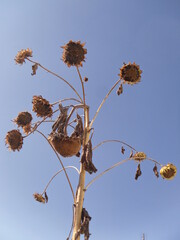 The sunflower shines like the sun