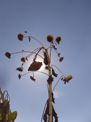 The sunflower shines like the sun