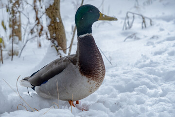 duck in snow