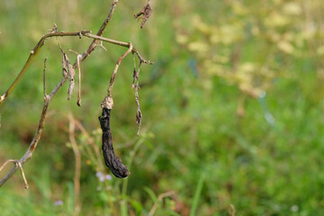 Black rotten eggplant fruit on a tree with bokeh background.Agricultural industry concept.Farmers...