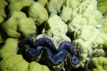 Obraz premium scallop in the sea