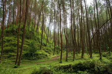 The pine forest looks calm and peaceful. Area for camping.Concept of green and sustainable environment.For graphic design or banner background