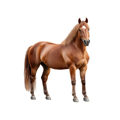 Obraz premium A strong chestnut horse stands confidently with a glossy coat, showcasing its well-defined musculature and striking features.