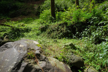 Large rock in tropical forest.Advertising product placement concept.For banner background or graphic design