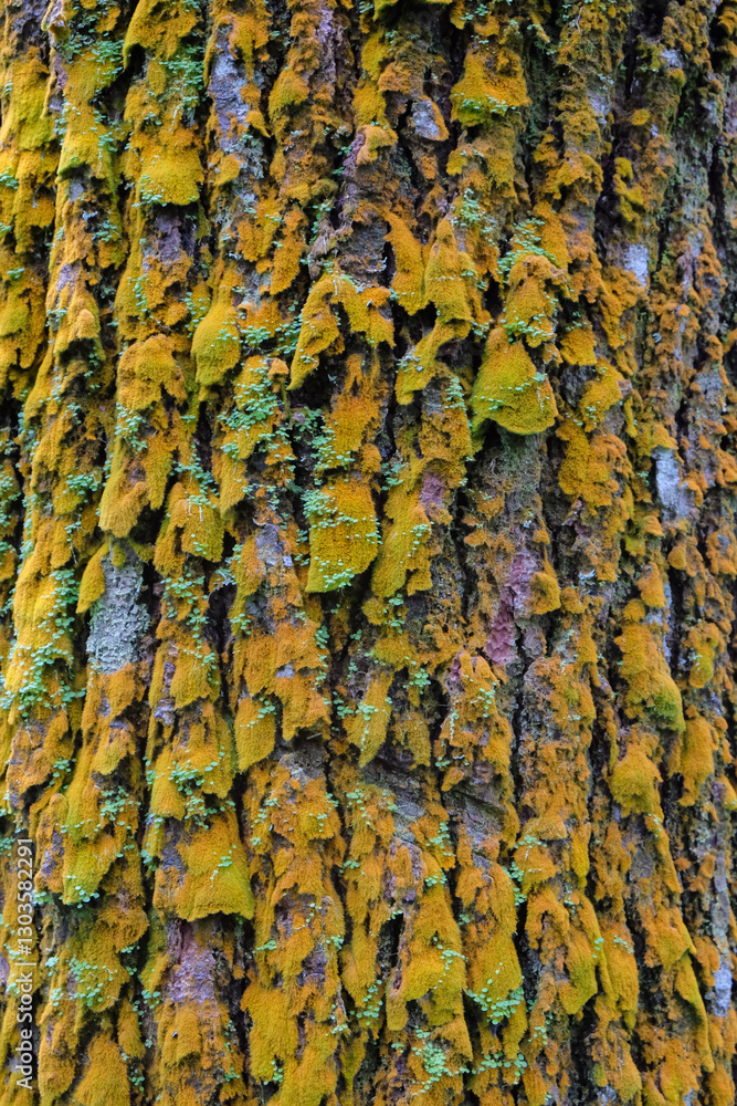 Poster texture background and abstract pattern of pine bark covered with green moss. natural green texture 