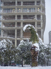 Snow-covered palm trees of the Black Sea coast. Palm leaves in the snow.