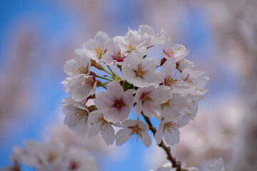 Obraz premium Close Up Cherry Blossom